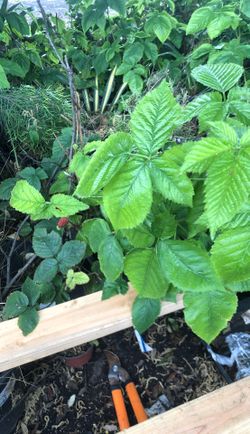 Blackberry in 5 gal pot
