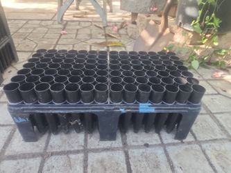 Growing Cones, Trays
