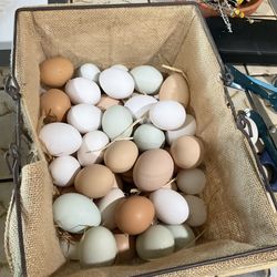 Organic farm eggs