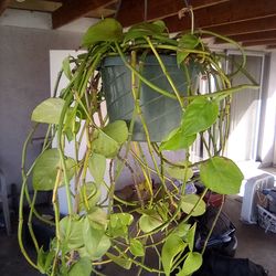 Hanging Plant in a Pot w/two Frogs figurines $12