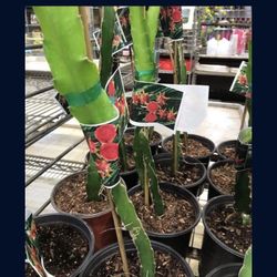 Purple Core Dragon Fruit Seedling Plant In 1 Gallon Pot