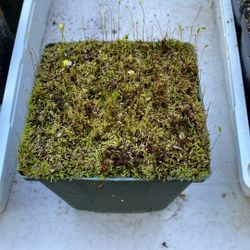 Utricularia Bisquamata