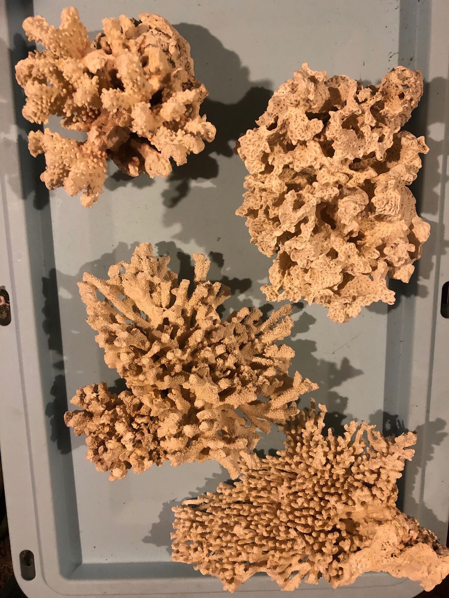 Corals
