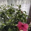 Victoria