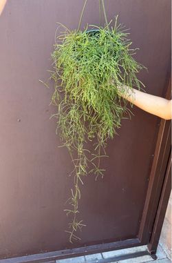 8” hoya retusa XXL