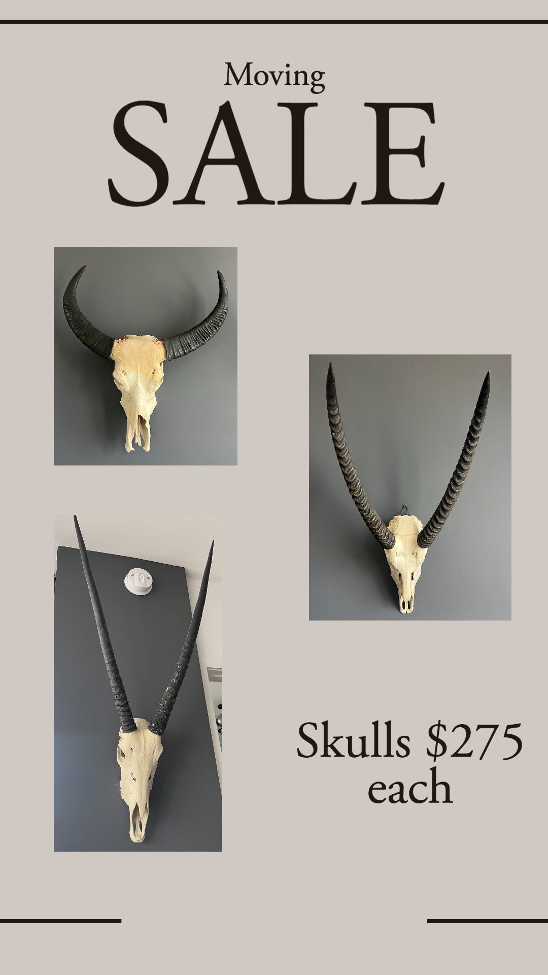 Real Animal Skulls