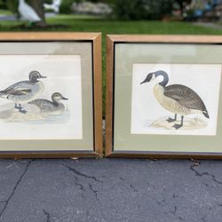 Framed Waterfowl Prints Teal Ducks Canada Goose Canadian Print is 11x9 Framed it is 14x12