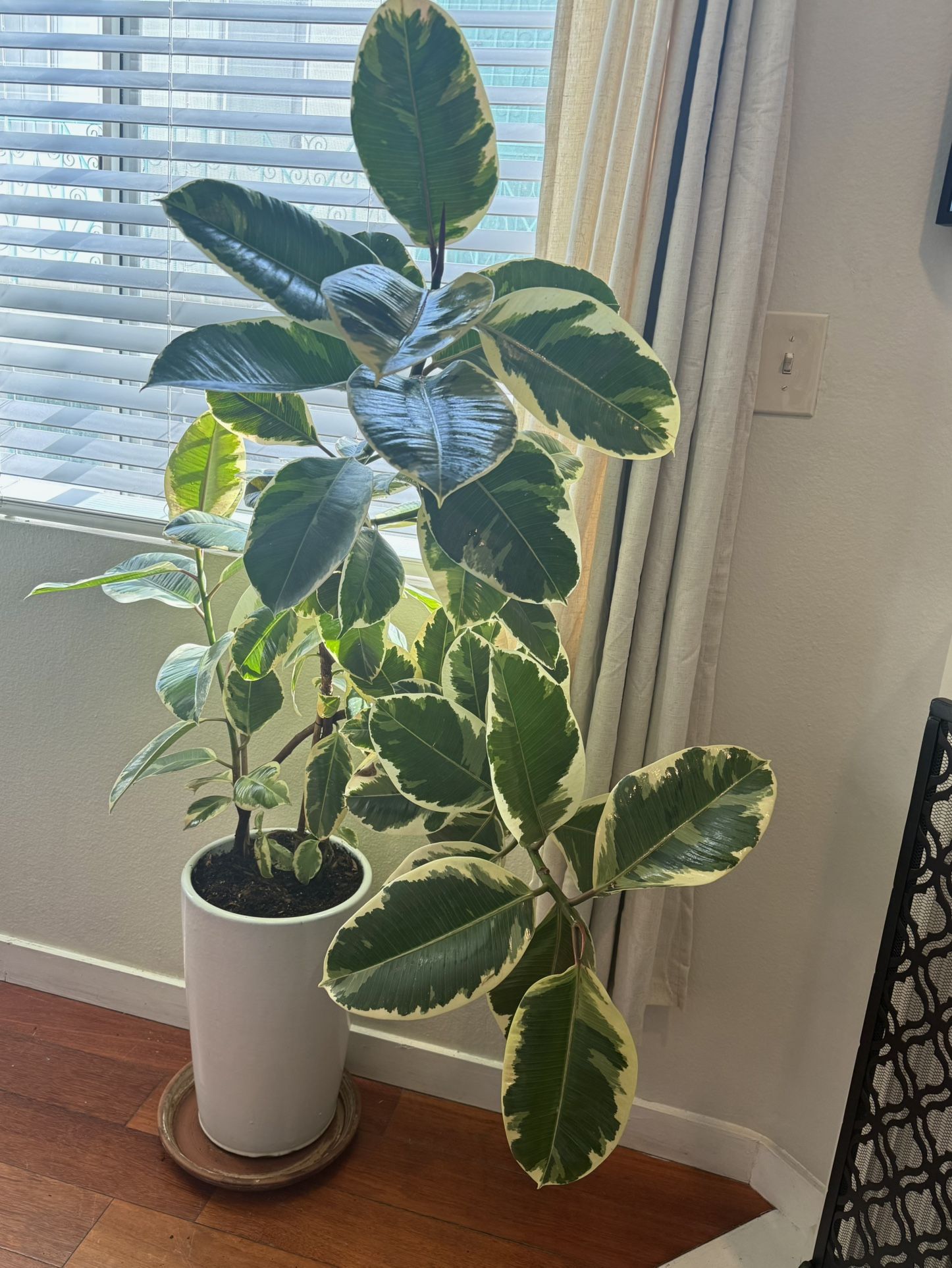 Large Live Ficus Elastica with White Ceramic Pot