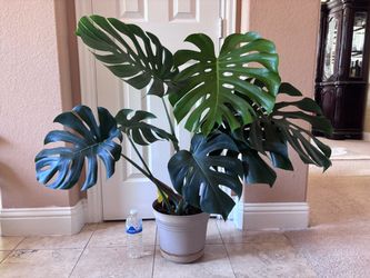 Beautiful Healthy Living House Plant - Monstera deliciosa 7 leaves