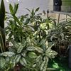 Plant’s Little Shop