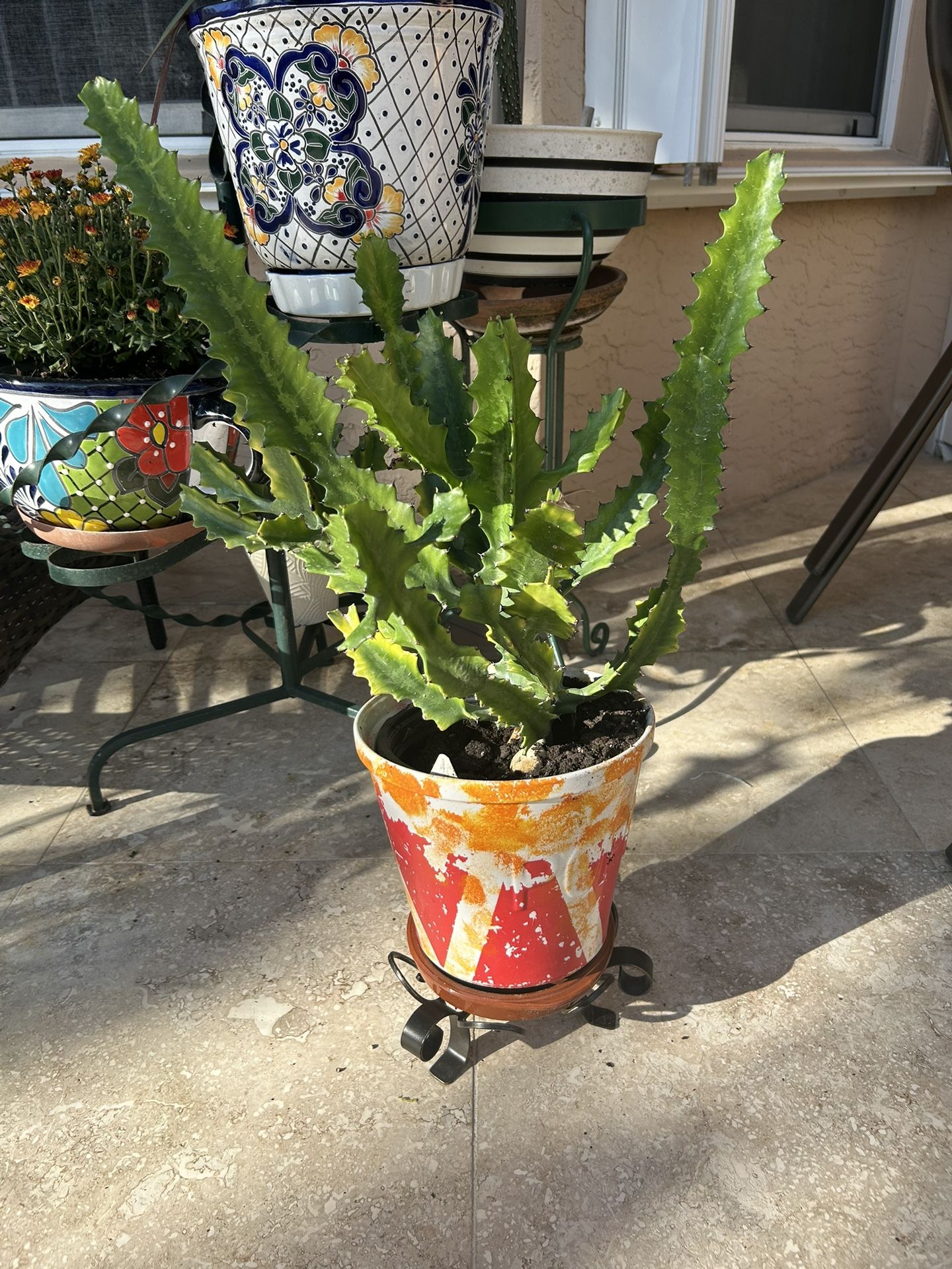 Cactus Plant- Very healthy