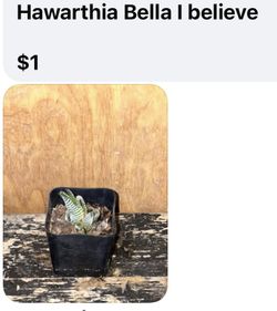 Haworthia Zebra Plant 