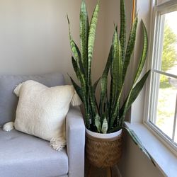 House Snake Plant  Cuttings