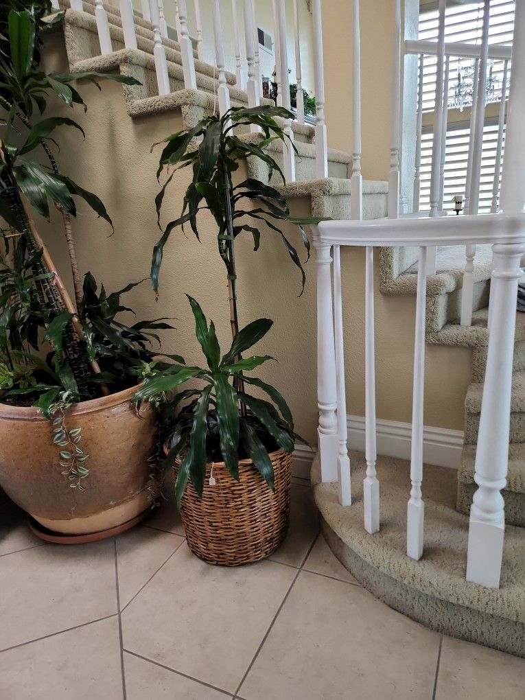 6 Ft Tall "plant/ W10'/bamboo Pot