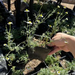 Chamomile Plants – Tea & Medicinal Herb 🌼