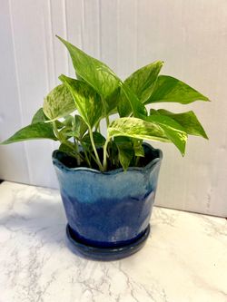 Indoor Plant 🪴