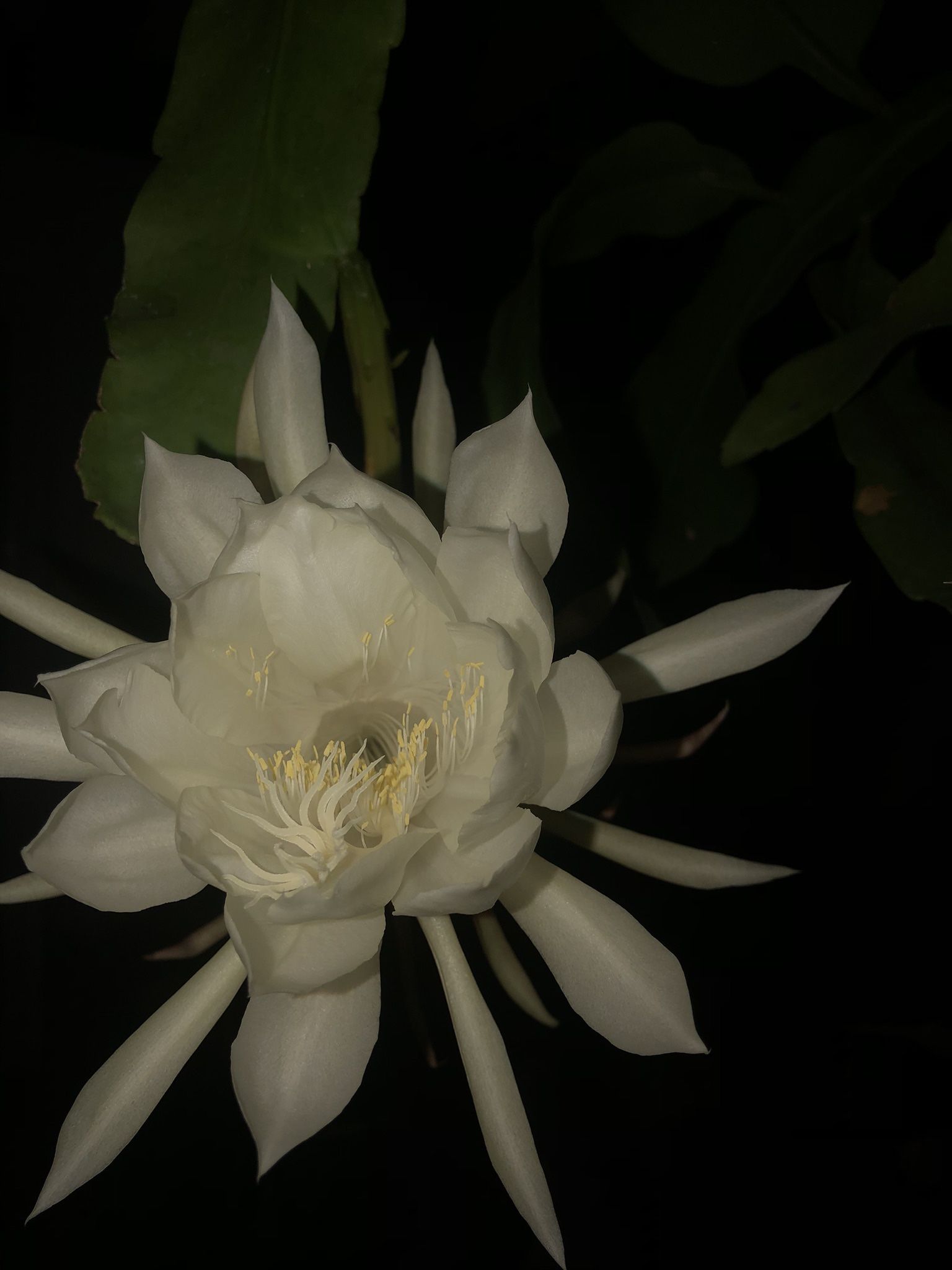 Queen Of The Night Plant And Purple Heart Plant In Hanging Pot, Outdoor Shade/ Patio Hanging Plant Rare Flower