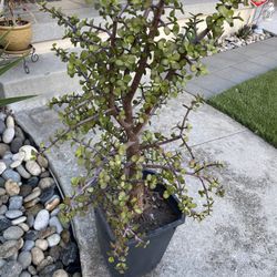 Elephant Bush 