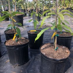 Grafted 3 Gallon Mango Tree