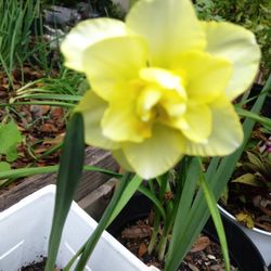 Daffodils Plants 