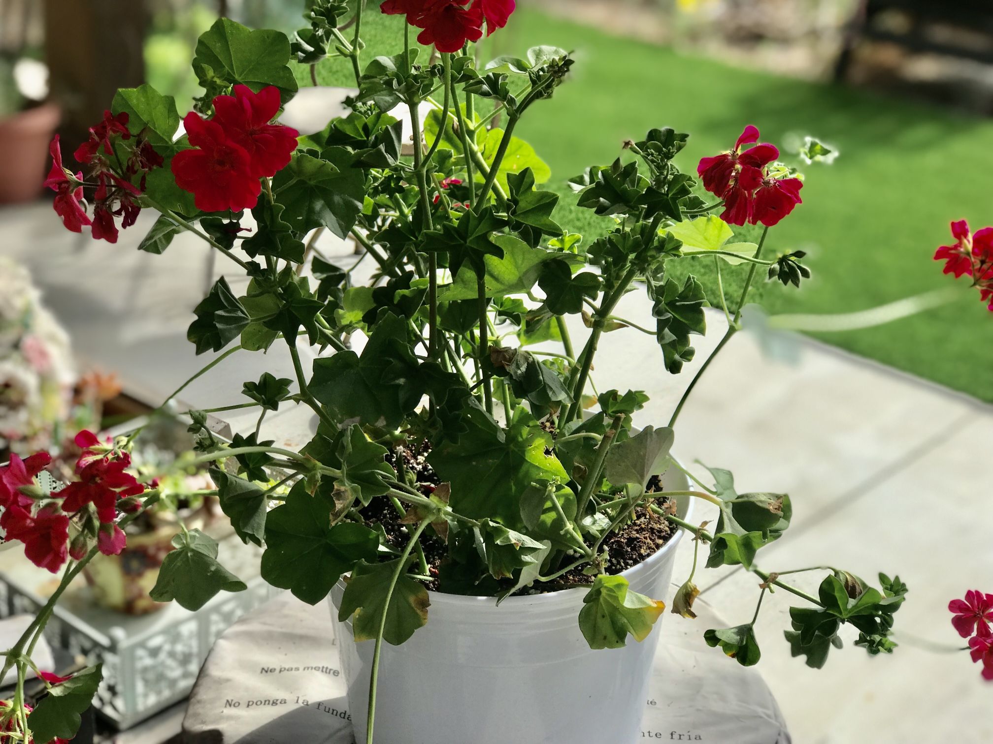 $5 Potted Hot pink geranium plant 