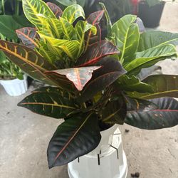 Croton Petra