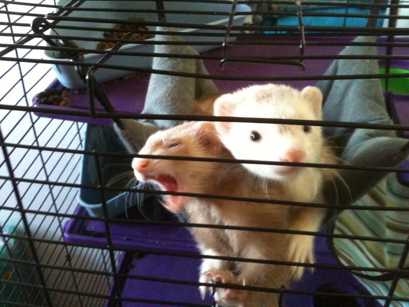 Ferrets