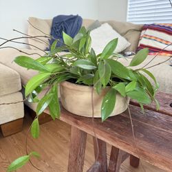 Large and Healthy Hoya publicalxy Plant in Vintage Terracotta Planter Pot