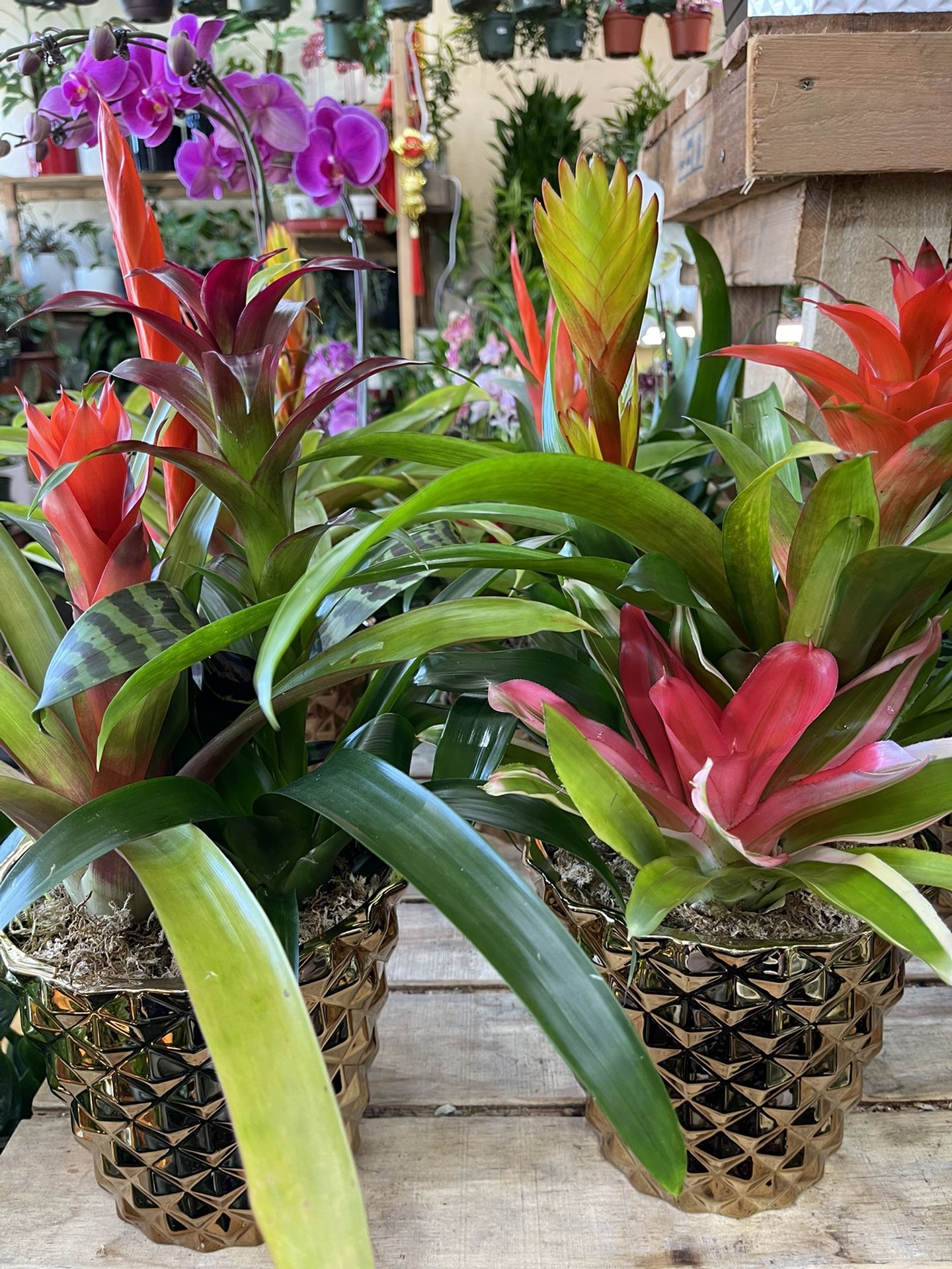 Tropical Hawaii Bromeliad Arrangement Indoor Plants