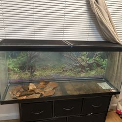 Fish Or Frog Tank