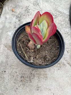 Beautiful Red & Green Paddle Plant Succulent – Kalanchoe Flapjack – Potted