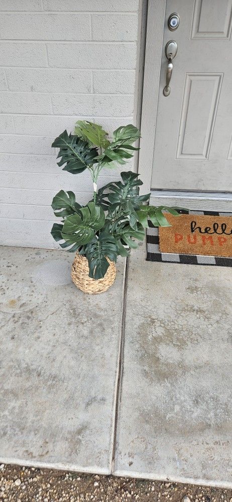 Nice plant