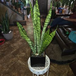 2ft 4in  Tall Sansevieria Snake Plant In Ceramic Pot With Stones 