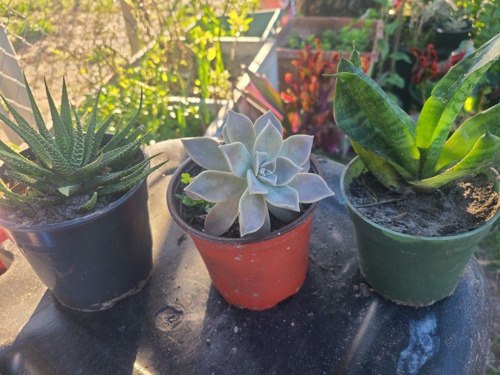 Succulent