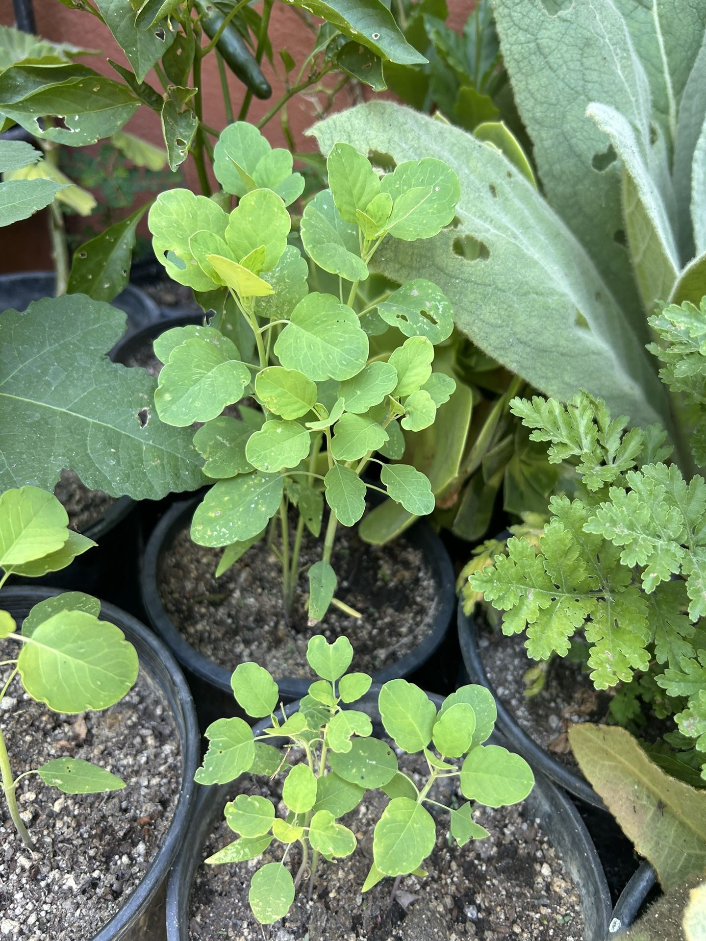 Papalos