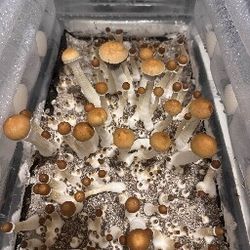 Shroom Spores - Magic Mushroom Spires Only