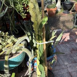 Variegate Cactus