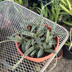Plant for sale