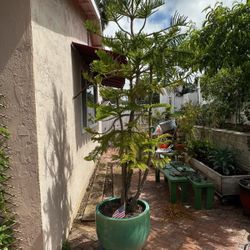 10’ Norfolk Tree