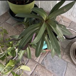 Green Plant With Pot