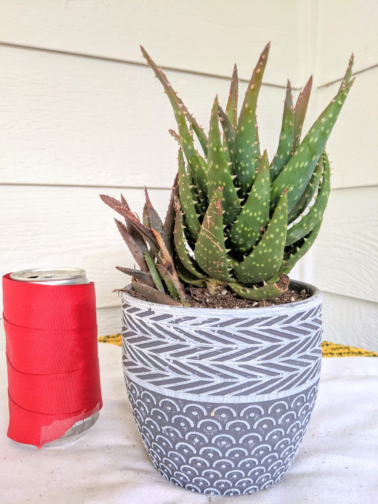 Crosby's prolific Aloe Succulent Plants in Ceramic Planter Pot-Real Indoor House Plant