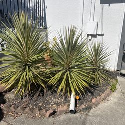 3 Cordyline Torbay Plants