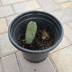 Cactus Plant 