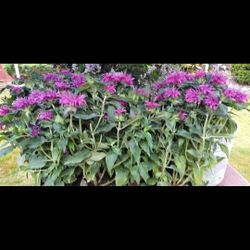 Bee Balm
