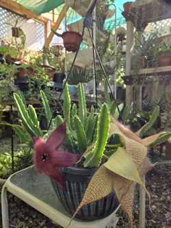Stapelia Yellow And Red 