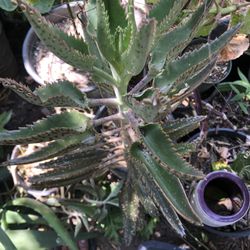 Calanchoe