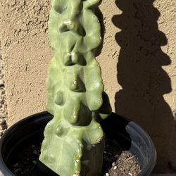 18” Totem Pole Cactus – Rare Sculptural Desert Plant 🌵