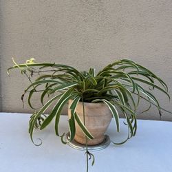 10” Spider Ivy in 6” Ceramic Pot 🪴 