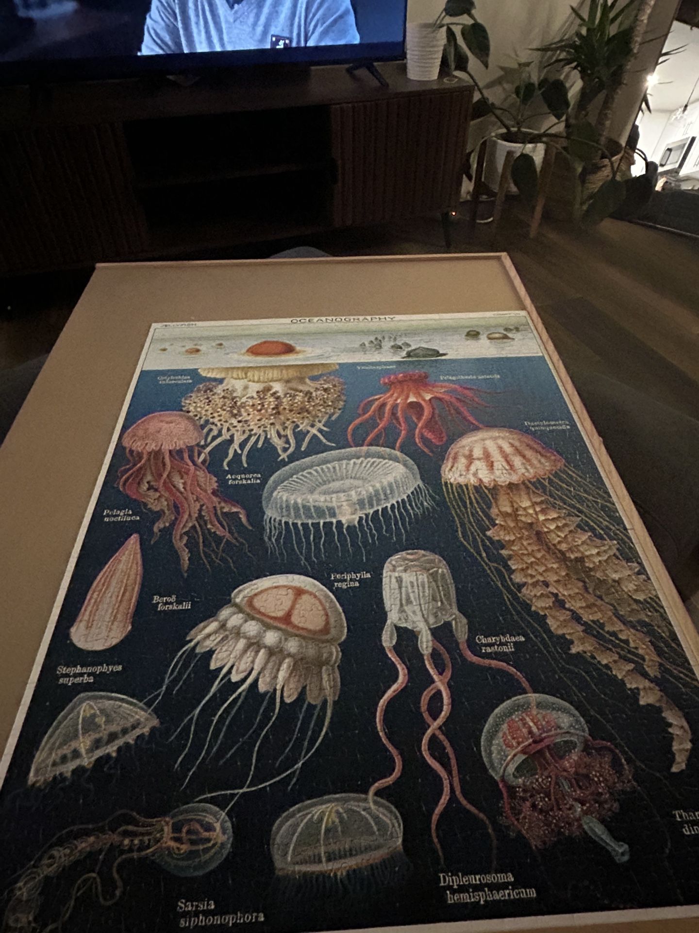 Vintage Puzzle 1000 Pieces - Jellyfish