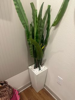 Plant Decor